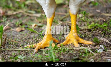 A high-resolution, close-up shot of two chicken's legs perched atop lush, verdant green grass in a natural outdoor environment Stock Photo