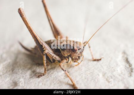 A close-up shot of a small Grasshopper sitting atop a wooden surface Stock Photo