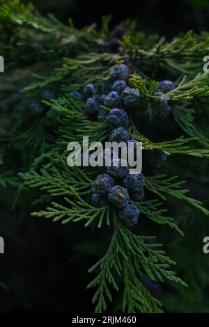 A close-up shot of a Port Orford cedar branch. Chamaecyparis lawsoniana. Stock Photo