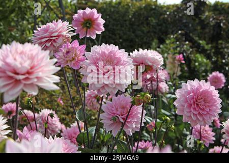Pale pink decorative Dahlia Melody Harmony in flower. Stock Photo