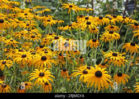 Yellow Rudbeckia 'GoldsturmÕ, also known as Black eyed Susan, Gloriosa Daisy, or Yellow Ox Eye in flower. Stock Photo
