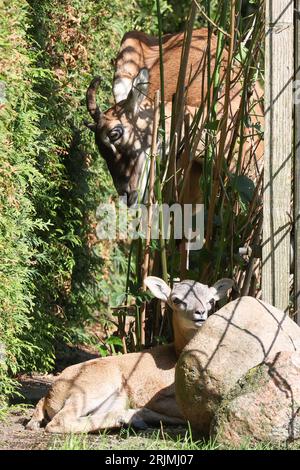 Kaaks, Germany. 22nd Aug, 2023. A young mouflon basks in the sun in Kaaks, a village with 460 inhabitants located between Hamburg and Heide in Schleswig-Holstein. The mother animal is standing behind it. Two wild mouflons have made themselves comfortable in the small village in Schleswig-Holstein for months and have now had offspring. According to residents of the village, the young animal was born about 14 days ago. Credit: Bodo Marks/dpa/17�Թ����� Live News Stock Photo