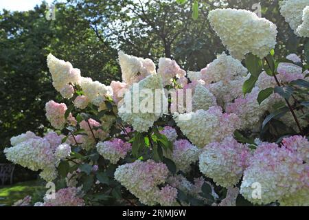 Pink and white Panicle Hydrangea, Vanille Fraise 'Renhy' in flower. Stock Photo