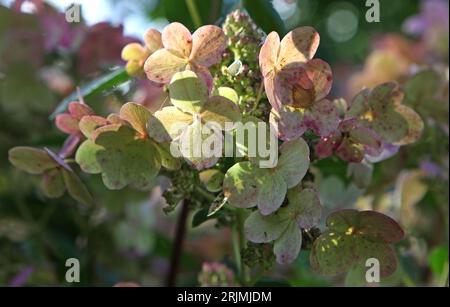 Green and pink Hydrangea paniculata, or panicled hydrangea 'Early Sensation' in flower. Stock Photo