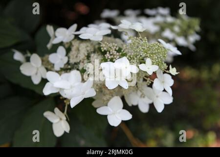 White Hydrangea paniculata, or panicled hydrangea ' 'Last Post' in flower. Stock Photo