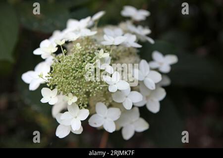 White Hydrangea paniculata, or panicled hydrangea ' 'Last Post' in flower. Stock Photo