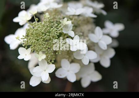 White Hydrangea paniculata, or panicled hydrangea ' 'Last Post' in flower. Stock Photo