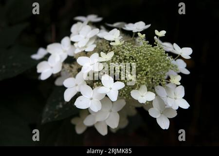 White Hydrangea paniculata, or panicled hydrangea ' 'Last Post' in flower. Stock Photo