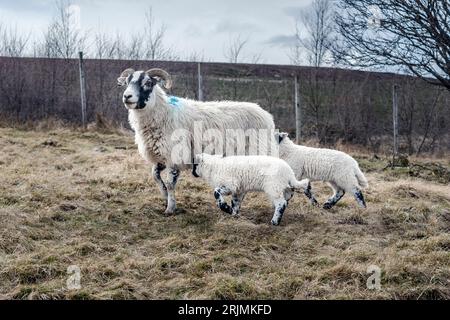 Ewe with twin lambs in field. Stock Photo