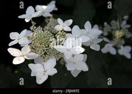 White Hydrangea paniculata, or panicled hydrangea ' 'Last Post' in flower. Stock Photo