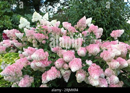 Pink and white Panicle Hydrangea, Vanille Fraise 'Renhy' in flower. Stock Photo