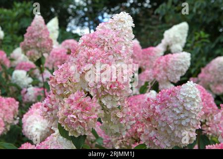 Pink and white Panicle Hydrangea, Vanille Fraise 'Renhy' in flower. Stock Photo
