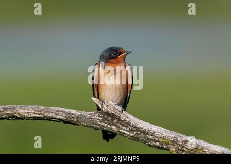 A Barn swallow (Hirundo rustica) bird perched on a tree branch Stock Photo
