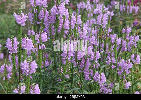 Purple Physostegia virginiana, the obedient plant or false dragonhead Ôrose crownÕ in flower. Stock Photo