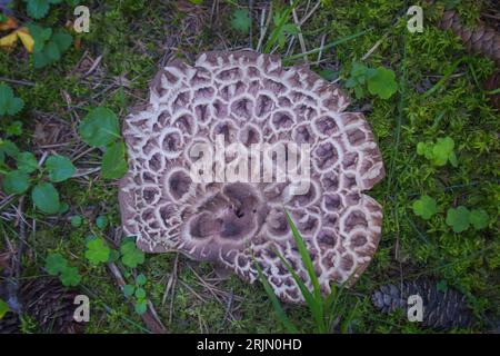 Ripe fruit body of shingled hedgehog (also called: scaly hedgehog), Latin: Sarcodon imbricatus. Stock Photo