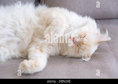 Sleeping ginger tomcat - perfect dream Stock Photo
