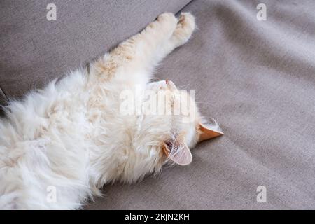 Sleeping ginger tomcat - perfect dream Stock Photo