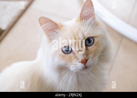 Beautiful muzzle of a cat with blue eyes Stock Photo