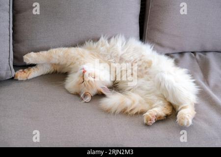 Sleeping ginger tomcat - perfect dream Stock Photo
