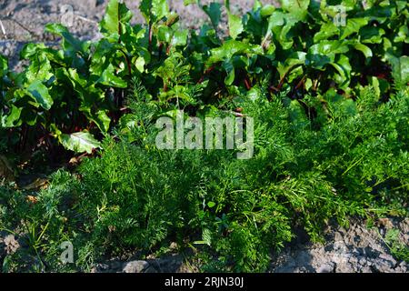 Row of beets and carrots in the vegetable garden Stock Photo