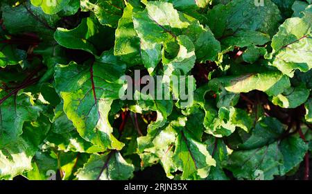 Green background, texture from beet leaves Stock Photo