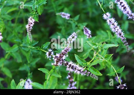 Green background, mint leaves texture Stock Photo
