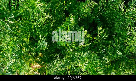 Green background, texture from carrot leaves Stock Photo