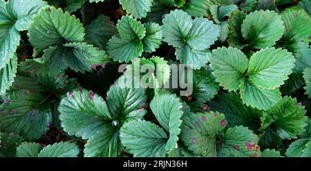 Green background, strawberry leaf texture Stock Photo