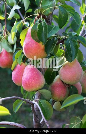 Ripe pears on a tree in the garden Stock Photo