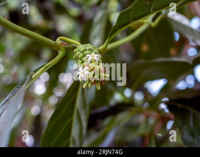 Mengkudu, young Noni fruit (Morinda citrifolia), also called a starvation fruit with red ants. Stock Photo