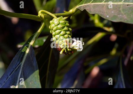 Mengkudu, young Noni fruit (Morinda citrifolia), also called a starvation fruit with red ants. Stock Photo