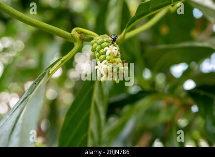 Mengkudu, young Noni fruit (Morinda citrifolia), also called a starvation fruit with red ants. Stock Photo