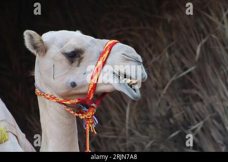 A closeup shot of an Arabian camel displaying its teeth. Stock Photo