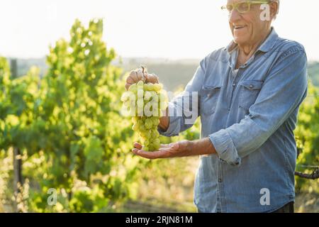 Senior wine producer man holding white grape bunch with vineyard in background - Organic farm and small business concept - Focus on fruit Stock Photo