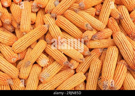 corn stacked together Stock Photo