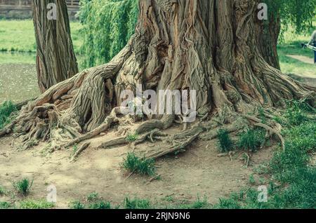 The roots of an old acacia tree in old park Stock Photo