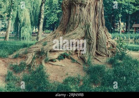 The roots of an old acacia tree in old park Stock Photo - Alamy