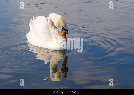 Beautiful swan reflection in the lake. Stock Photo
