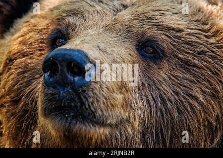 A close-up of a brown bear's face and nose looking directly into the camera. Stock Photo