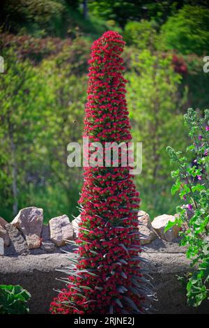 Vertical photo of blooming Echium Wildpretii in a garden. Rare plant endemic to the Canary Islands but spotted in Ireland. Stock Photo