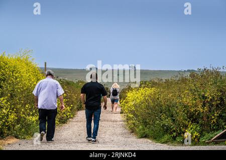 Holidaymakers walking along a country lane on West Pentire in Cornwall in the UK in Europe. Stock Photo