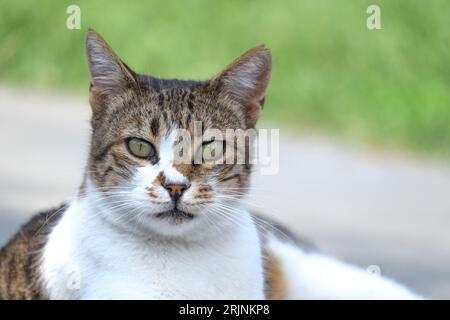 Close up white brown cat face with blurred background. Stock Photo