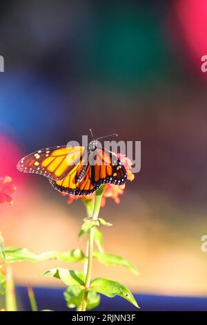 A Vibrant Butterfly Perched Atop A White Flower Surrounded By 