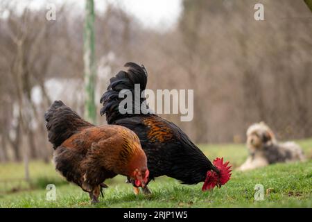 Two brown chickens foraging on a grassy field, with a golden retriever in the background Stock Photo