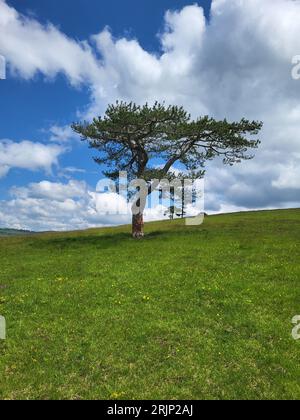 Solitary tree in a sunlit field in winter Stock Photo - Alamy