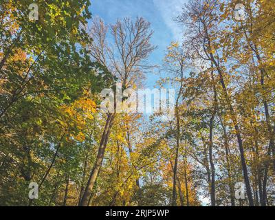 Colorful trees in autumn II, Prague, Czech Republic Stock Photo
