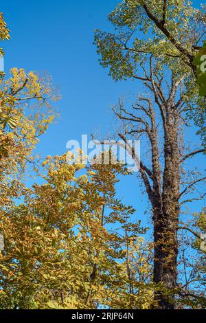 Colorful trees in autumn IV, Prague, Czech Republic Stock Photo