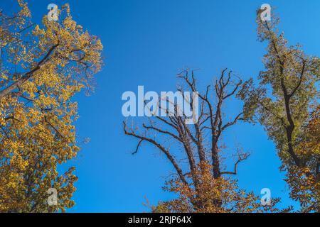 Colorful trees in autumn V, Prague, Czech Republic Stock Photo