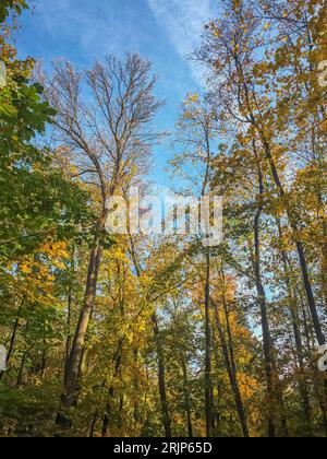 Colorful trees in autumn, Prague, Czech Republic Stock Photo