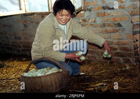 Bildnummer: 51113745  Datum: 14.02.2006  Copyright: imago/Xinhua Chen Liangguo sammelt Enteneier im Stall in Fuling bei Danjiangkou  PUBLICATIONxNOTxINxCHN, Personen , optimistisch; 2006, Fuling, Hubei, Ei, Eier, Entenei, Enteneier , lächeln, Entenzüchterin, Entenzüchter, Züchter, Züchterin, , , , , , ,  , , , Stall, Ställe, Entenstall, Entenställe; , quer, Kbdig, Einzelbild, Landwirtschaft, Wirtschaft, China, Arbeitswelten, Gesellschaft / Frau, sammeln, sammelnd, Bauern, Bauer, Bäuerin Stock Photo